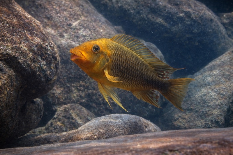 Petrochromis ephippium 'Mahale Mountains NP'